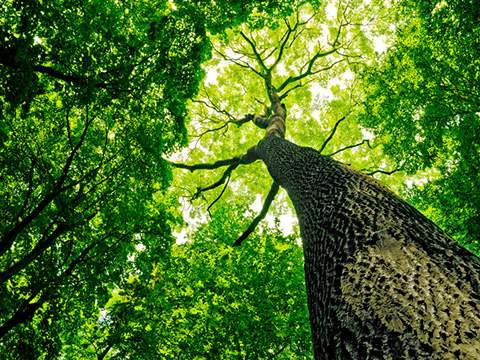 Tree in the Woods