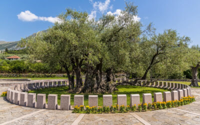 Montenegro’s Ancient Olive Trees