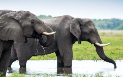 Botswana – the land of exiled giants